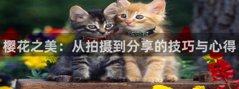 蜜桃视频电视免费播